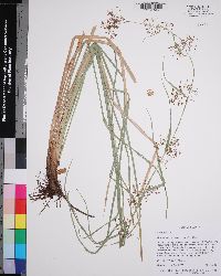 Rhynchospora miliacea image