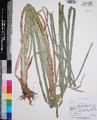 Rhynchospora corniculata image