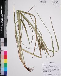 Carex aureolensis image