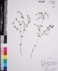 Galium circaezans var. circaezans image