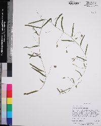 Stylisma angustifolia image