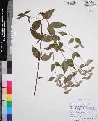 Pycnanthemum floridanum image