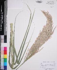 Arundo donax image