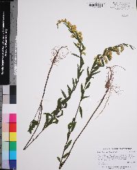 Solidago leavenworthii image