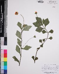 Sphagneticola trilobata image