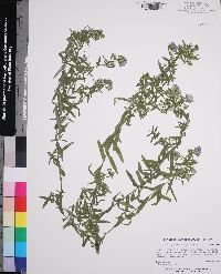 Symphyotrichum praealtum image