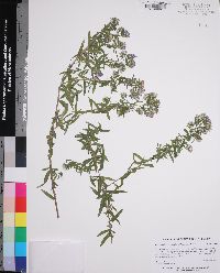 Symphyotrichum praealtum image