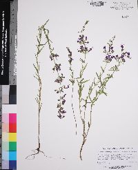 Dicerandra linearifolia var. robustior image