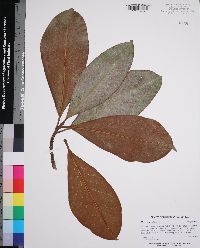 Magnolia grandiflora image