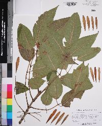 Fraxinus profunda image