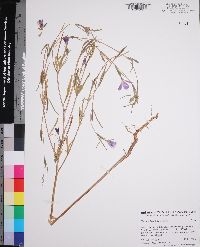 Clarkia affinis image