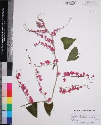 Antigonon leptopus image