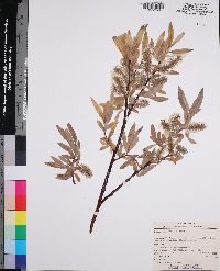 Salix jepsonii image