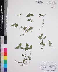 Calyptocarpus vialis image
