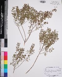 Vaccinium myrsinites image