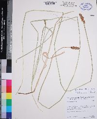 Carex densa image