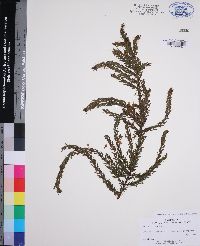 Acacia paradoxa image