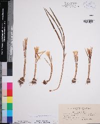 Crocus vernus image