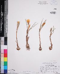 Crocus flavus image