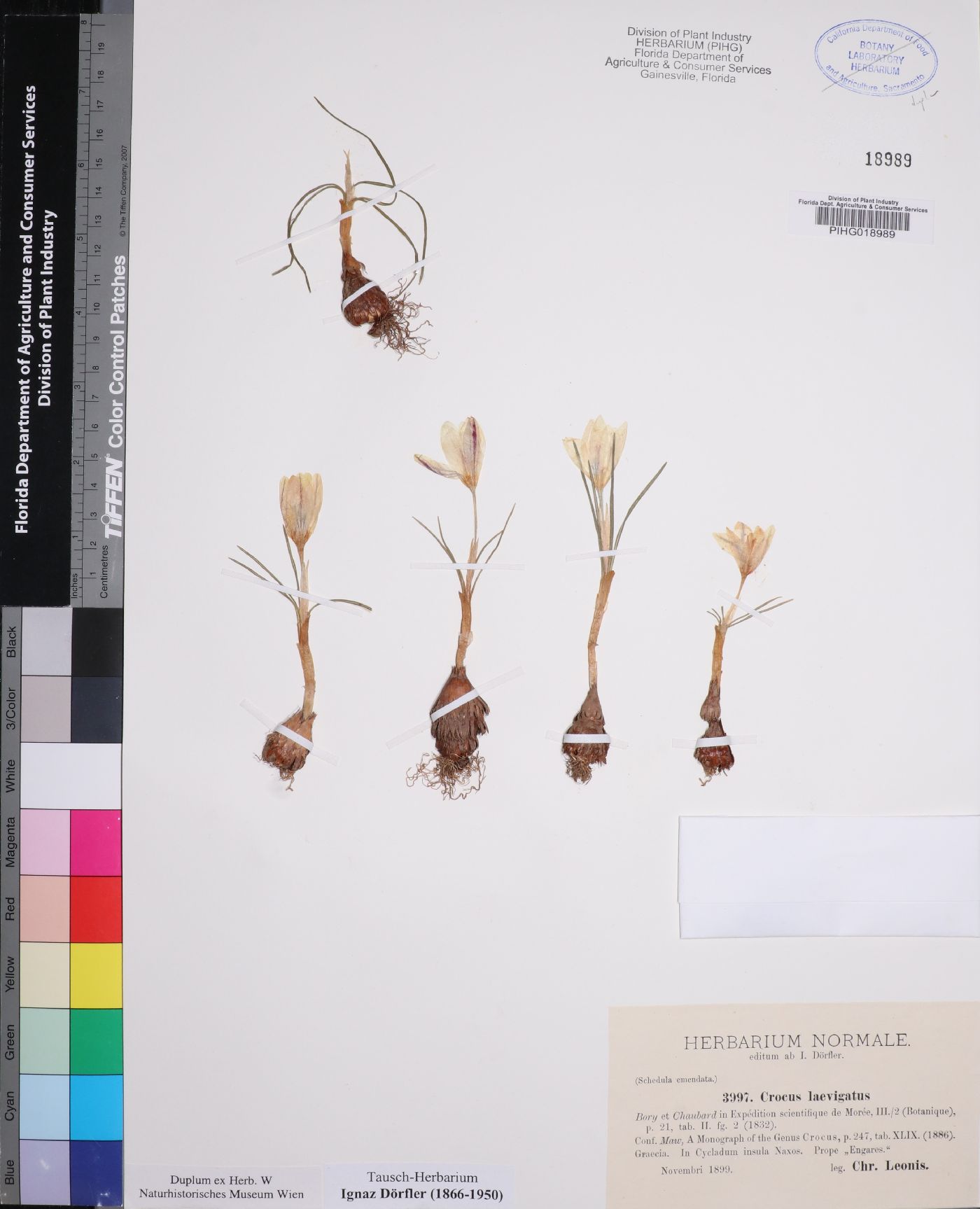 Crocus laevigatus image