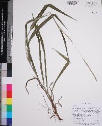 Paspalum setaceum var. ciliatifolium image