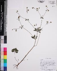 Sanicula canadensis var. floridana image