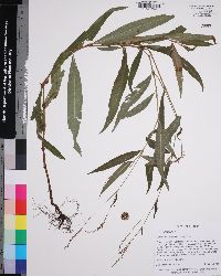 Persicaria setacea image