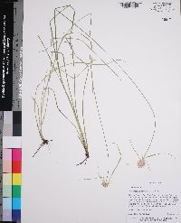 Rhynchospora colorata image