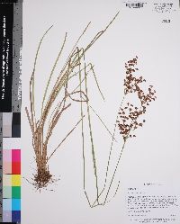 Juncus biflorus image