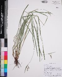 Scleria muehlenbergii image
