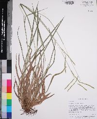 Paspalum laeve image