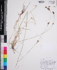Rhynchospora microcarpa image
