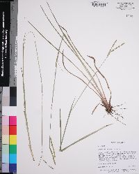 Paspalum laeve var. laeve image
