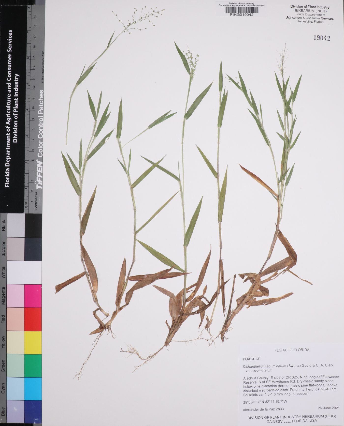 Dichanthelium acuminatum subsp. acuminatum image
