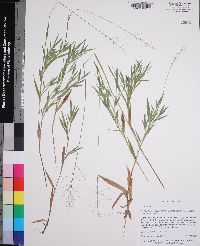 Dichanthelium acuminatum subsp. acuminatum image