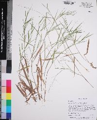 Dichanthelium filiramum image