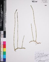 Lycopodiella appressa image