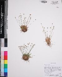 Lachnocaulon minus image