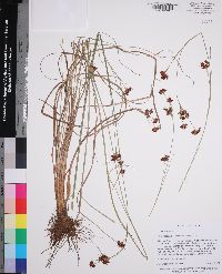 Rhynchospora fascicularis image