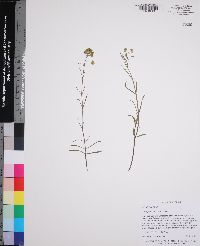 Asclepias pedicellata image