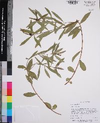 Stillingia sylvatica image