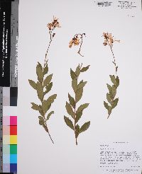 Bejaria racemosa image