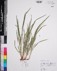 Carex abscondita image