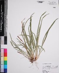 Carex abscondita image