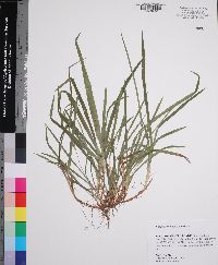 Carex abscondita image