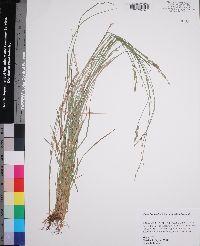 Carex bromoides subsp. bromoides image