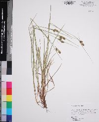 Carex bushii image