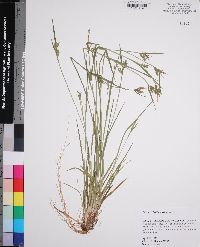 Carex crebriflora image