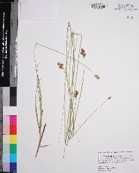 Carex molestiformis image