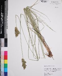 Carex oklahomensis image